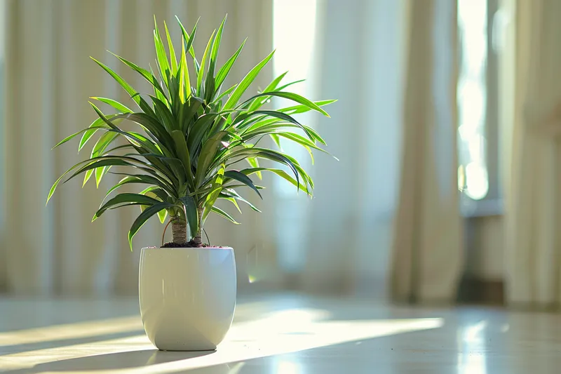 como podar dracaena