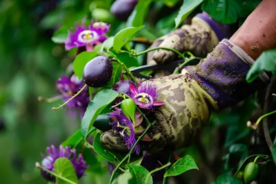 como podar maracuja roxo