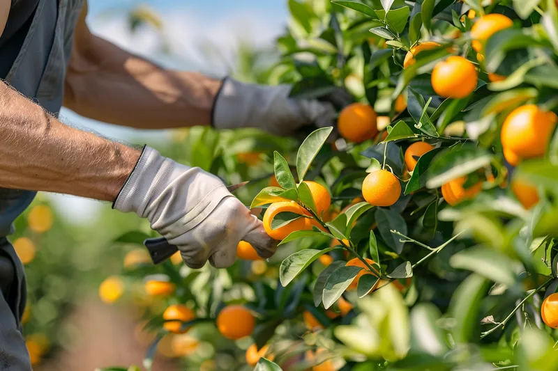 como podar tangerineiras