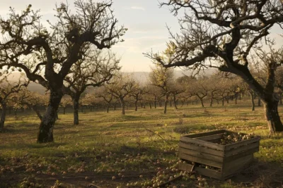 quando podar arvores de fruto em portugal